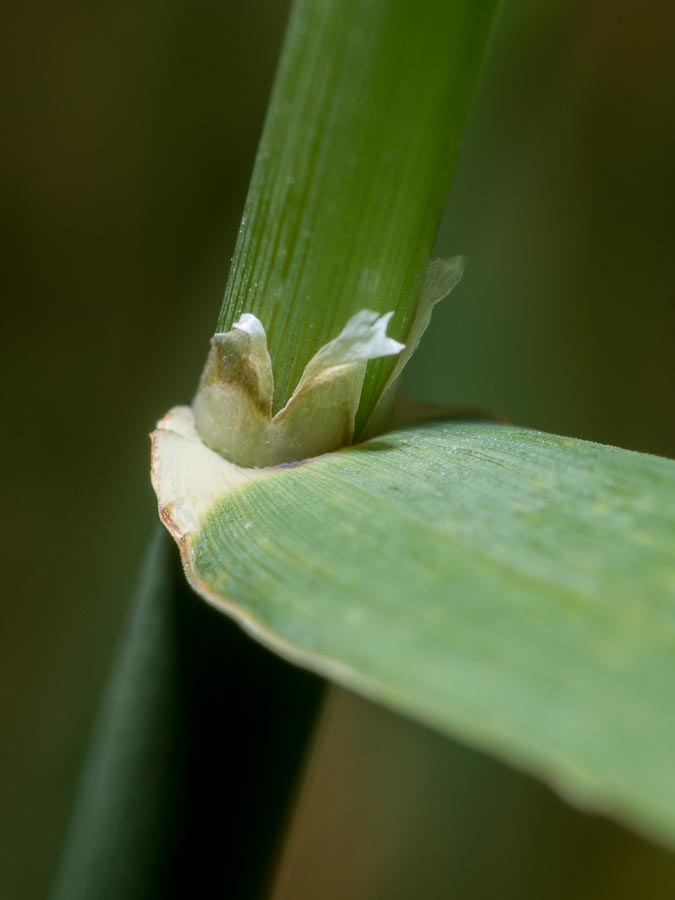 Phalaris aquatica  / Scagliola bulbosa